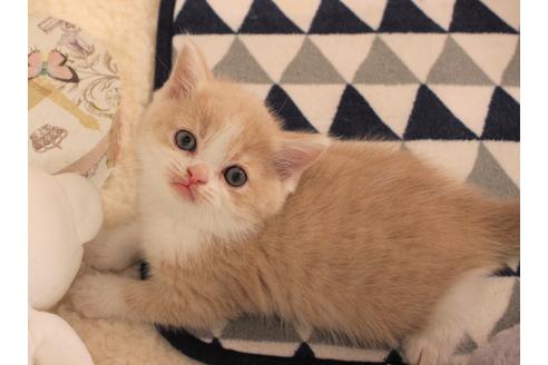 成約済の大阪府のセルカークレックス-7256